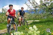 Radtouren durch die Obstwiesen des Meraner Landes