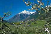 Frühling in Algund